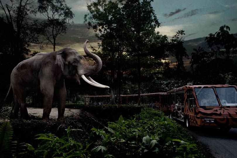 Night Safari in Singapore