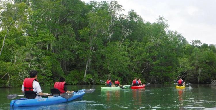 Mandai Mangroves on Kayaking experience