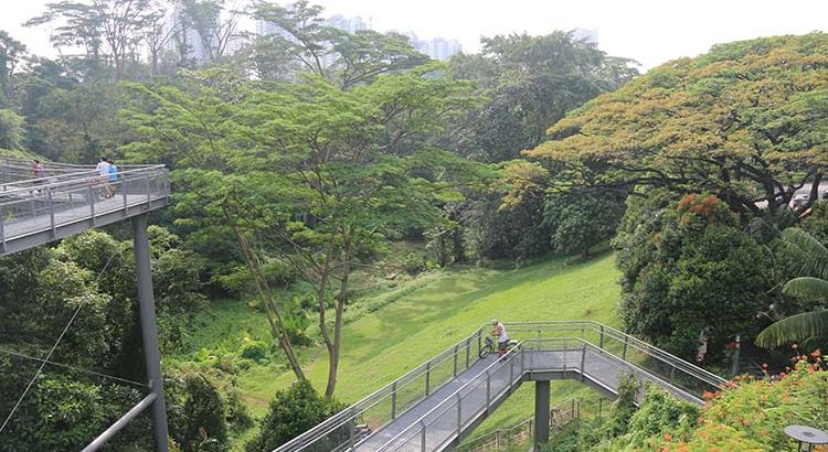 Rainforest Southern Singapore