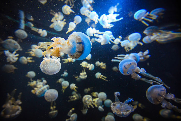 Sea Aquarium Singapore 6 Reasons why it is a Good Idea to visit Singapore during off season