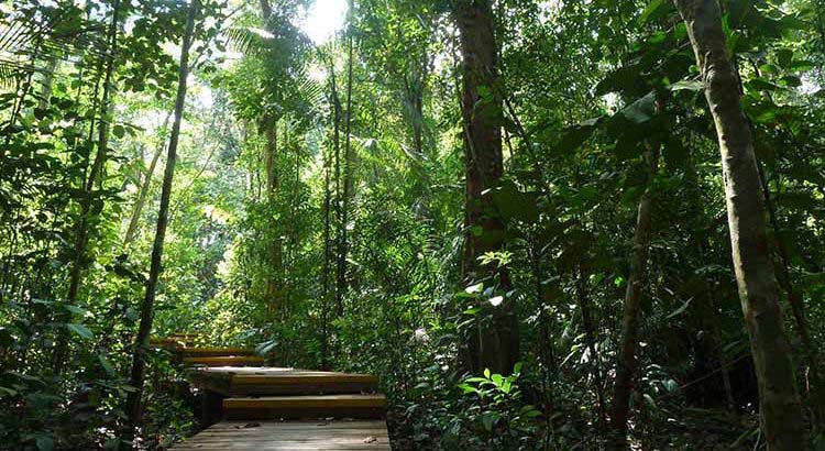 Windsor Park- Treetop Walk