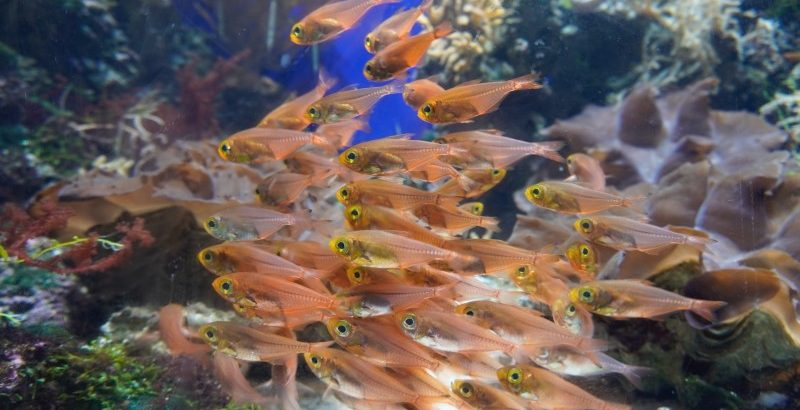 S.E.A. Aquarium