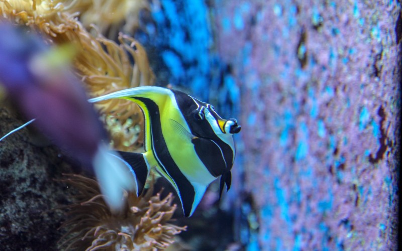 S.E.A. Aquarium-Sentosa Island