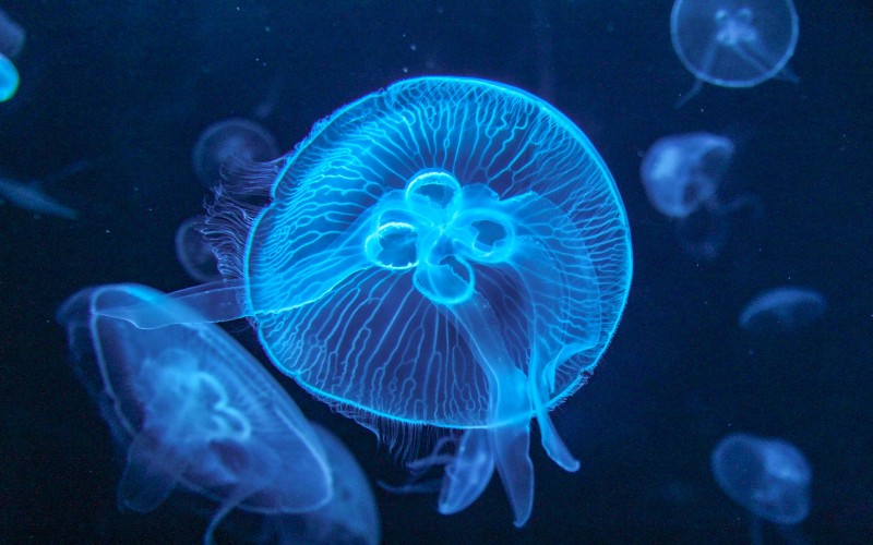 jelly fish-S.E.A. Aquarium