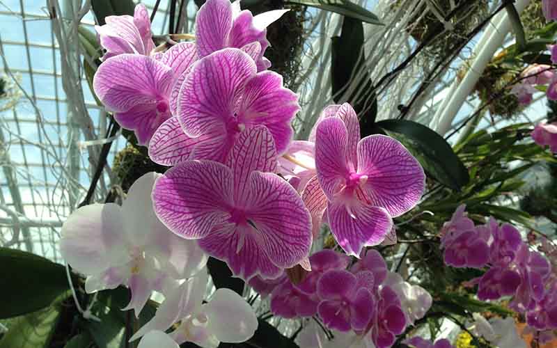 Lose in the charm at Floral Fantasy