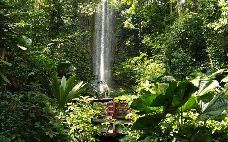 waterfall aviary at Jurong Bird Park Singapore