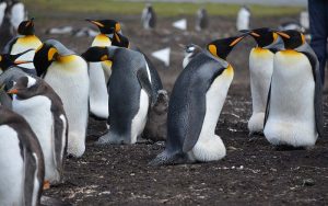 penguins in a coastal habitat