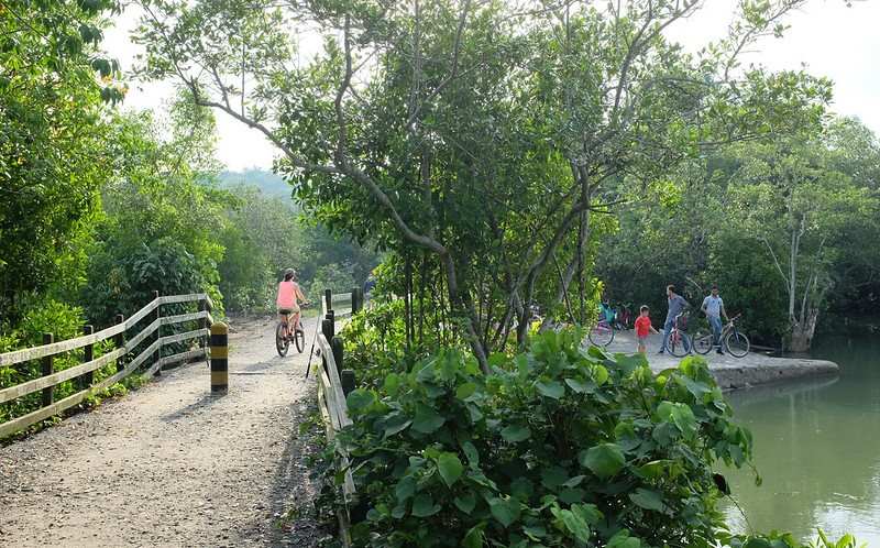 Mangrove Broadway at Pulau Ubin