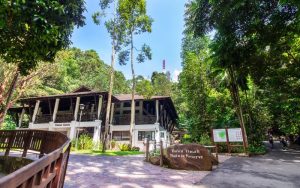 Bukit Timah Nature Reserve
