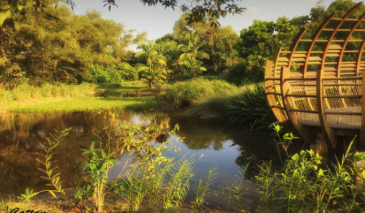 Scenic view of mangroves and wildlife at Sungei Buloh Wetland Reserve