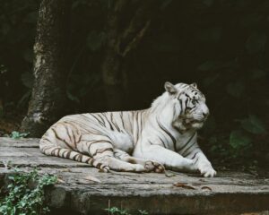 White tiger resting in a Singapore zoo