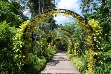 Lush, tropical pathway at Singapore Botanic Gardens