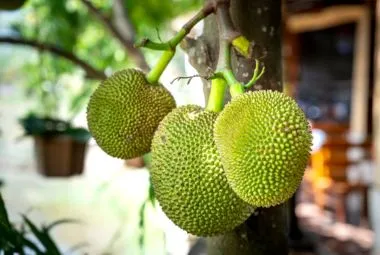 Spiky durian fruit growing on a tree