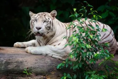 White tiger in Singapore Zoo exhibit